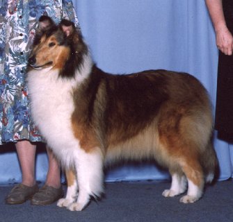 "Holly" Ch.Colinton's Sweet 'N Sauscy