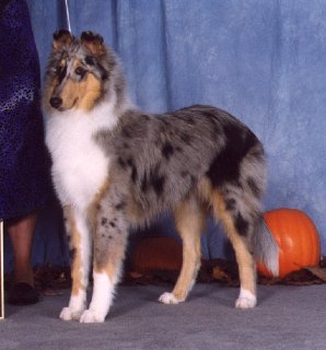"Romeo" Ch.Pebblebrook Colinton Rembrandt