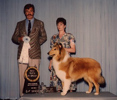 "Sunny" Ch.Tricountys Star At Colinton