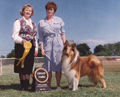 "Sunny" Ch.Tricountys Star At Colinton
