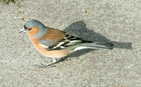 chaffinch