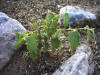Alguns plantons han sobreviscut perfectament...