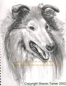 Rough collie head study, pencil drawing copyright Sharon Turner 2002