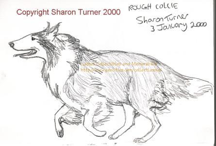 Rough collie running, pencil drawing copyright Sharon Turner 2000