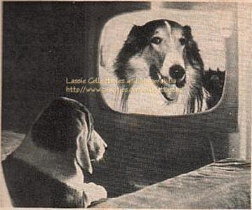 When Lassie makes an appearamce on TV, the Toledo audience includes Cynthy, a fellowdog, who follows the program avidly