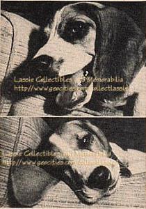 'Attagirl, Lassie!' Cynthy seems to be saying (top). At bottom, she sighs, 'Good show. Now I'll take a nap and leave those human shows to the humans'