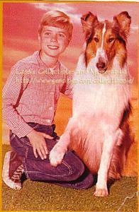 Pal's son, the second Lassie, starred with Jon Provost in the TV series for six years [Note: The Lassie in this picture is Baby, the 'official' third Lassie. Correction: Lassie Jr., the second Lassie, actually spent 4 years with Jeff and 2 with Timmy]