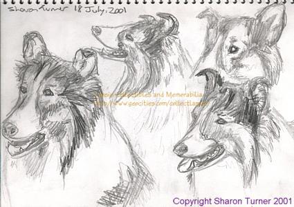 Four sketches of Lassie's head, pencil drawings copyright Sharon Turner 2001