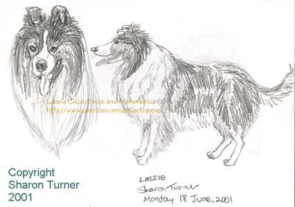 Lassie head and side view, pencil drawing copyright Sharon Turner 2001