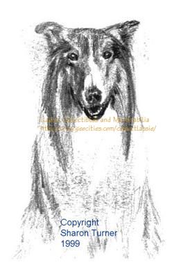 Lassie pencil drawing copyright Sharon Turner 1999