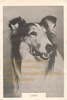Lassie card