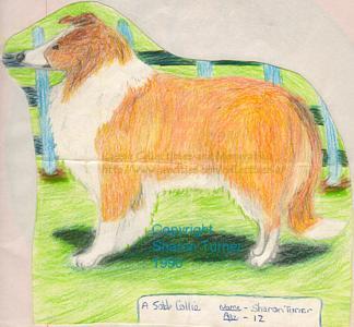 Lassie, drawn age 12, drawing copyright Sharon Turner 1990