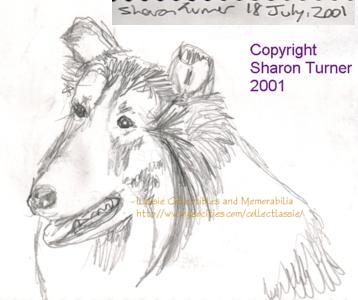 Head study of Lassie, pencil drawing copyright Sharon Turner 2001