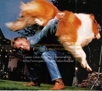 Lassie (Howard) jumps over Robert Weatherwax. Photo by Bonnie Schiffman. [Note: photo reconstructed; spanned 2 pages]