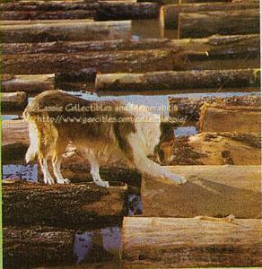 Lassie on logs - from episode Climb The Mountain Slowly
