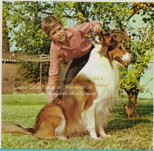 Lassie cooperates as Jon Provost shows how you can teach your own dog to sit