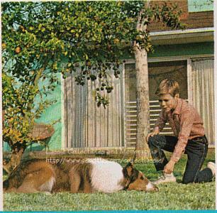 'Lie Down' is more difficult to teach; reward your dog each time he does it