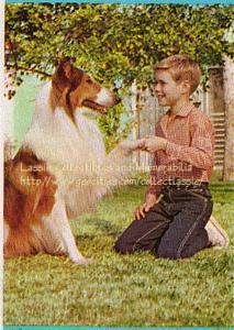 After doing his other tricks, Lassie shakes hands with Jon