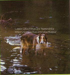 Lassie standing in the water