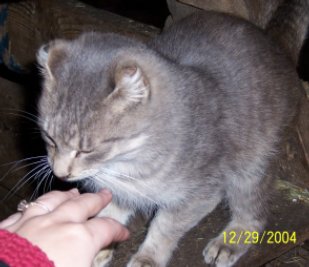 picture of a cat