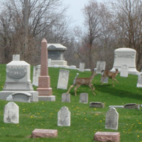 look, deer!
