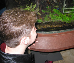 blue frogs!&nbsp; very cool... lotsa fun at the shedd aquarium