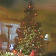 view of tree from phichie's eyes....