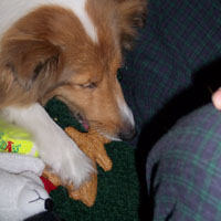 chevy opens her presents...er...chews on them....