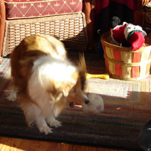 so many toys, so many people to play with....