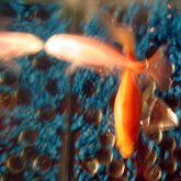 bonnie & clyde!&nbsp; ....take you to a goldfish info site
