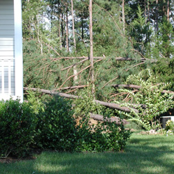 the tree domino effect two doors down