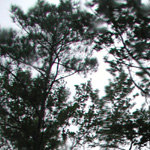waving trees