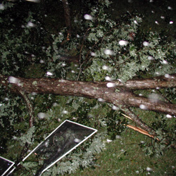 right after the tree fell...