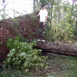 jake scouts out the felled tree...