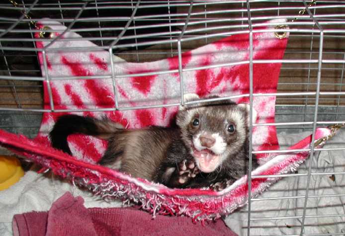 logan lounges, recovering from some leg surgery...