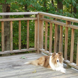 chevy watches from her new sentry post the moment it wasn't raining