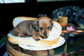 Hotdog.jpg (39181 bytes)