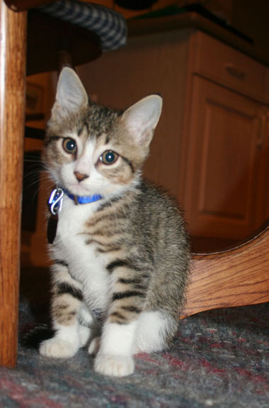 Timid Tom