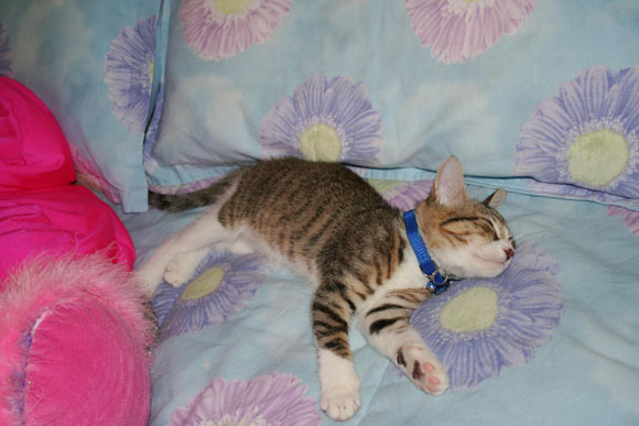 Tommy on comforter