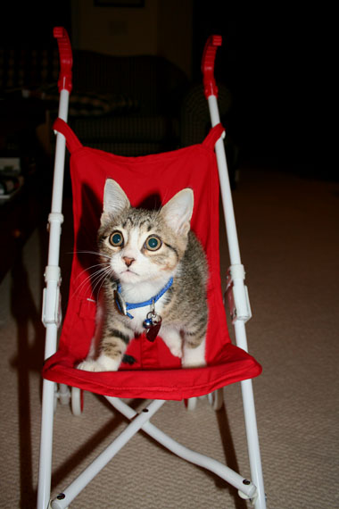 tommy on stroller