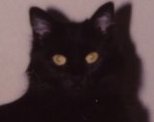 Jazz Cat