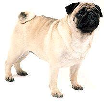 The Pug Eez Vatching YOU...