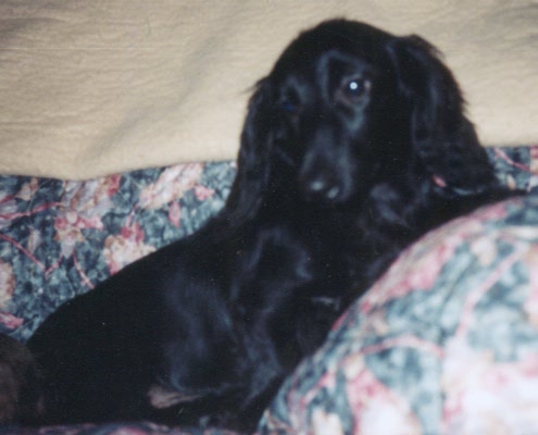 Dachshund Information