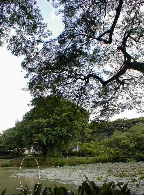 Can you see the image of someone near the lake? i have outlined it so that you know where to look