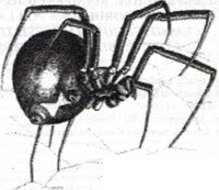Viuda Negra