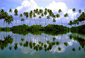 Coconut Trees
