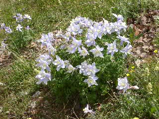 Columbine patch near Blue Lakes