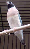 MAGGIE.jpg (90607 bytes)