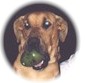 Nosso Mascote - Coronel Mostarda