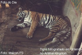 Tigre fotografado no Animal Kingdom.